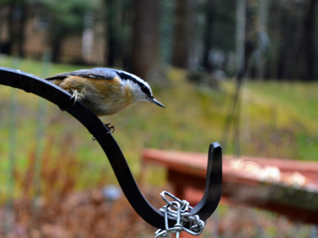 Red breasted nuthatch on a shepherds hook. Birding played a huge role in our 2020 hindsight!