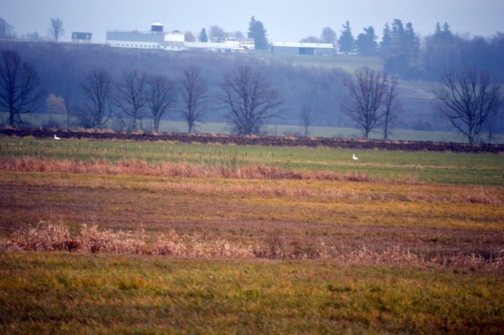 Field with two snow geese far far in the background.