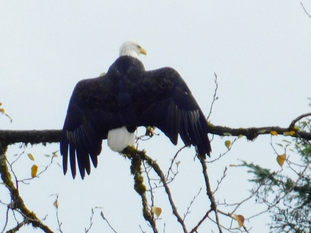 Bald eagle drying their wings