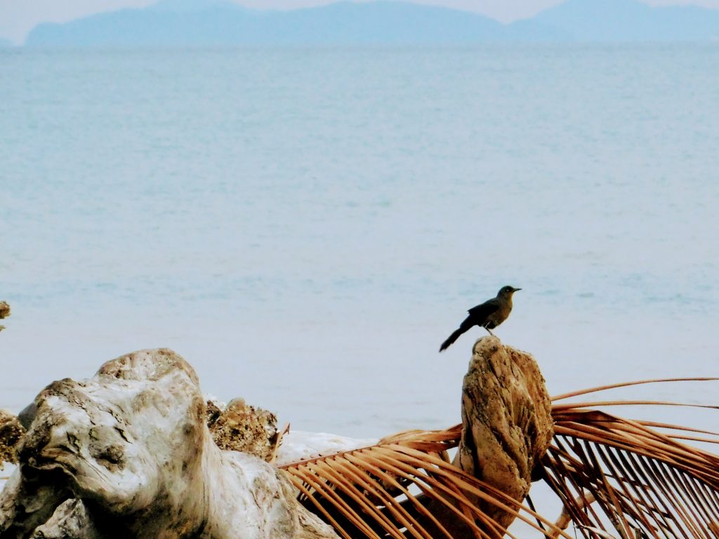 Black bird on stack of  palm leaves, Gulf of Nicoise in the background