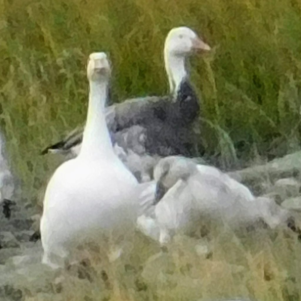Three snow geese, one white, one "blue" and one light grey