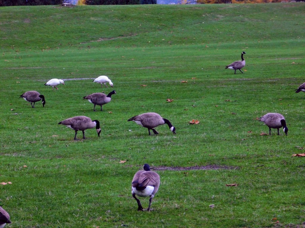Grassy field with Canada geese and two snow geese in the background