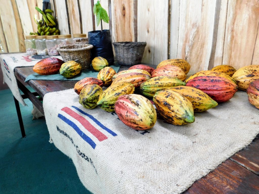 A bunch of cocoa bean pods on a table during our Don Juan coffee plantation tour in Monteverde