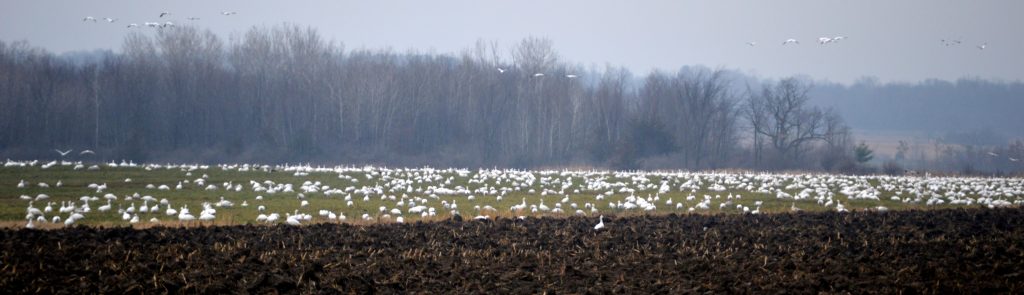 Field filled with snow geese. Dead Creek WMA in Vermont.