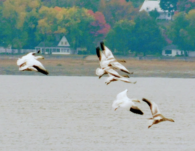 flying snow geese with fall colors in background