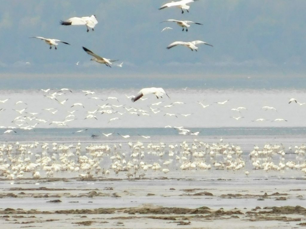 Lots of migrating snow geese in Montmagny , Quebec. 