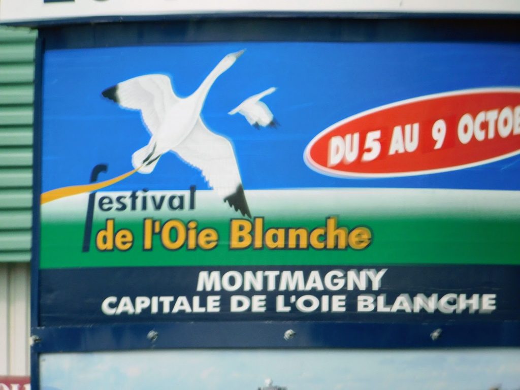Bill board with snow geese and "festival de l'Oie Blanche" Montmagny, capitale de l'oie blanche. "Du  au 9 octobre"
Snow geese festival in Montmagny, the snow geese's capital. 
