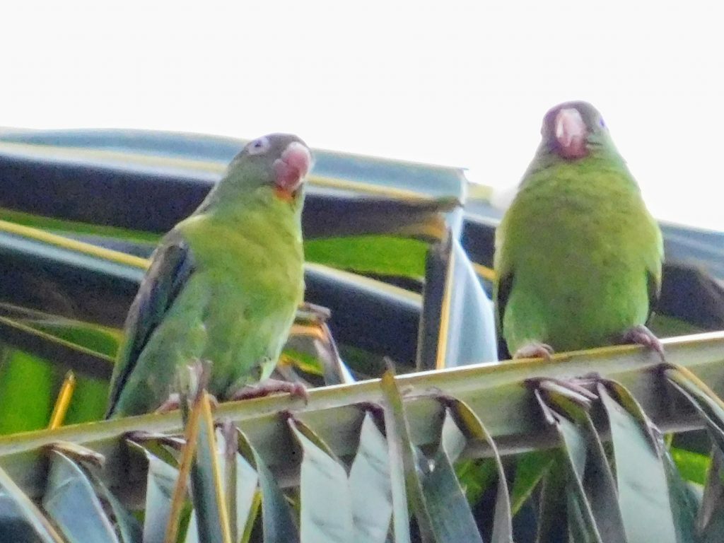 Two parakeets in a  palm tree in Monteverde, considering a visit to Don Juan coffee plantation :D