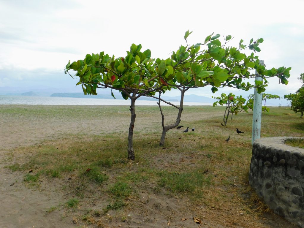 Trees on the beach in Puntarenas, Costa Rica