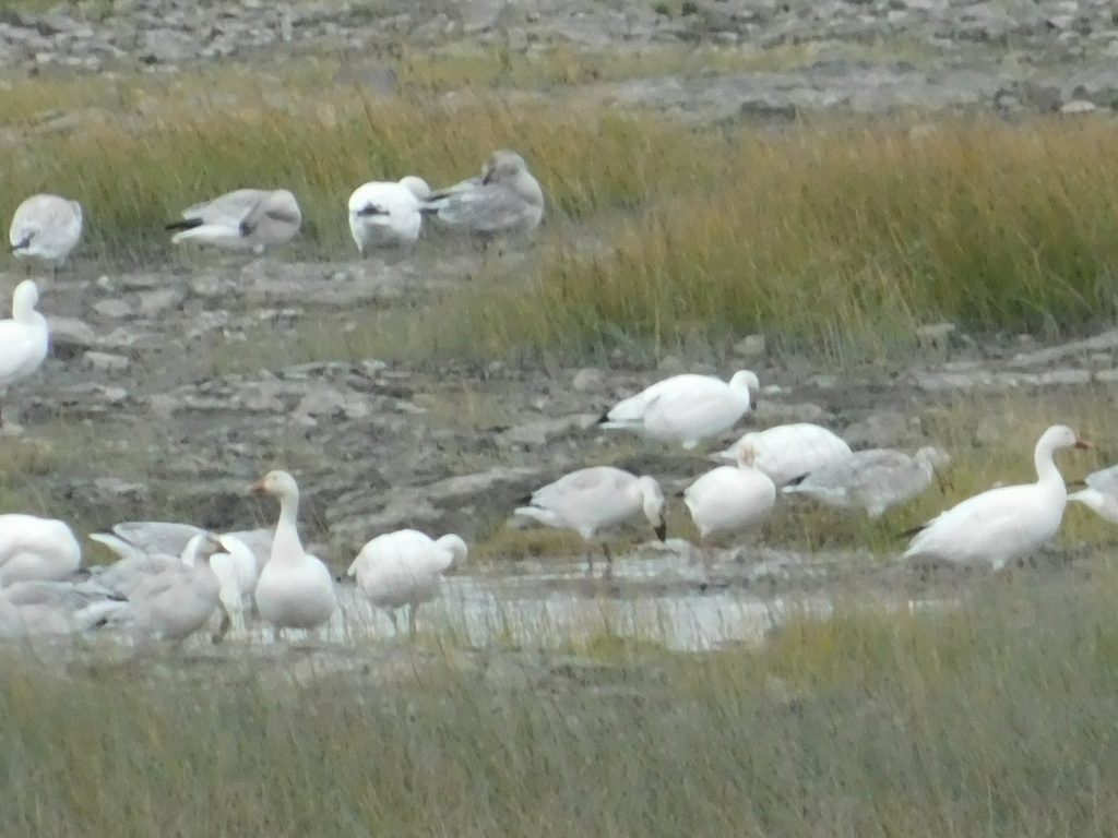 A gaggle of white snow geese with some light grey ones (juveniles) sprinkled in