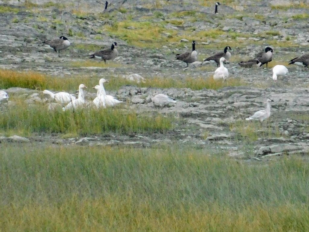 Snow geese and Canada geese on mud flat