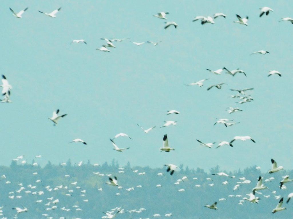 Lots of snow geese flying in the air.
