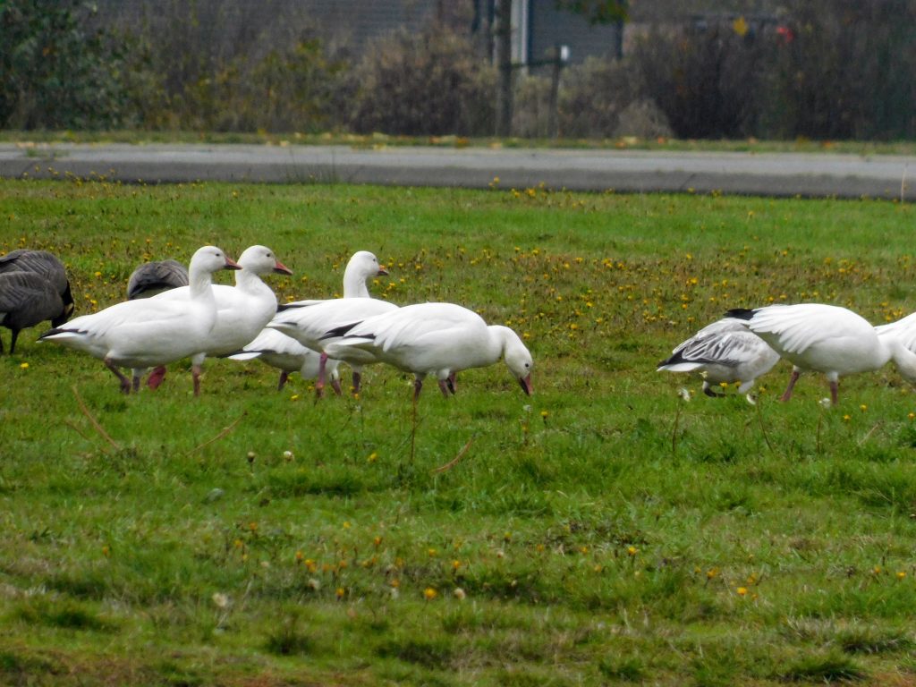 a bunch of snow geese during their  fall migration ,  on a grassy field