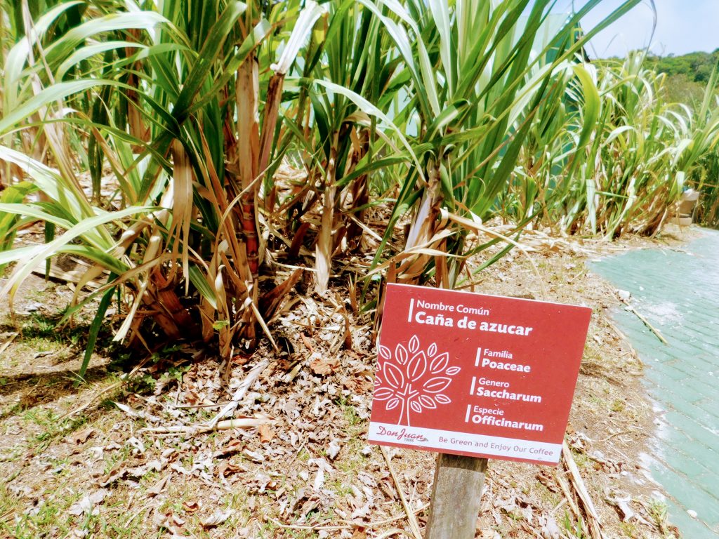 Sugar canes with sign saying
Nombre Comun: Cana de azucar 
(common name: sugar cane)
Grown on the Don Juan coffee plantation in Monteverde.