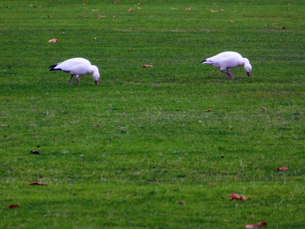 Two snow geese foraging on  grass