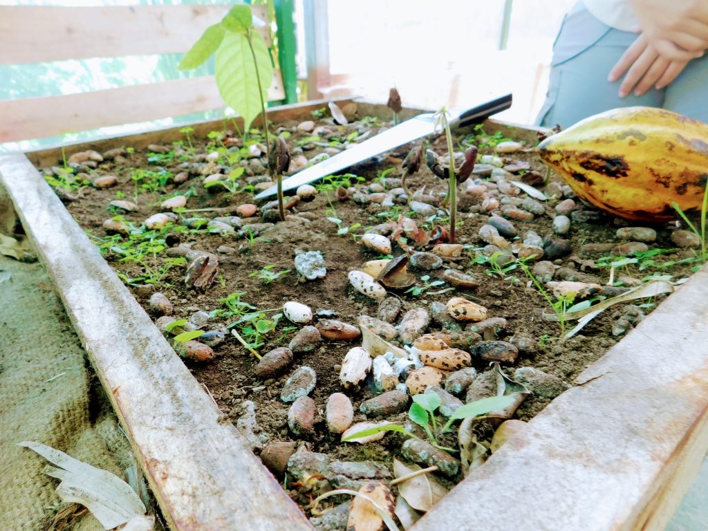 Soil with cocoa beans, a cocoa pod and a few seedlings