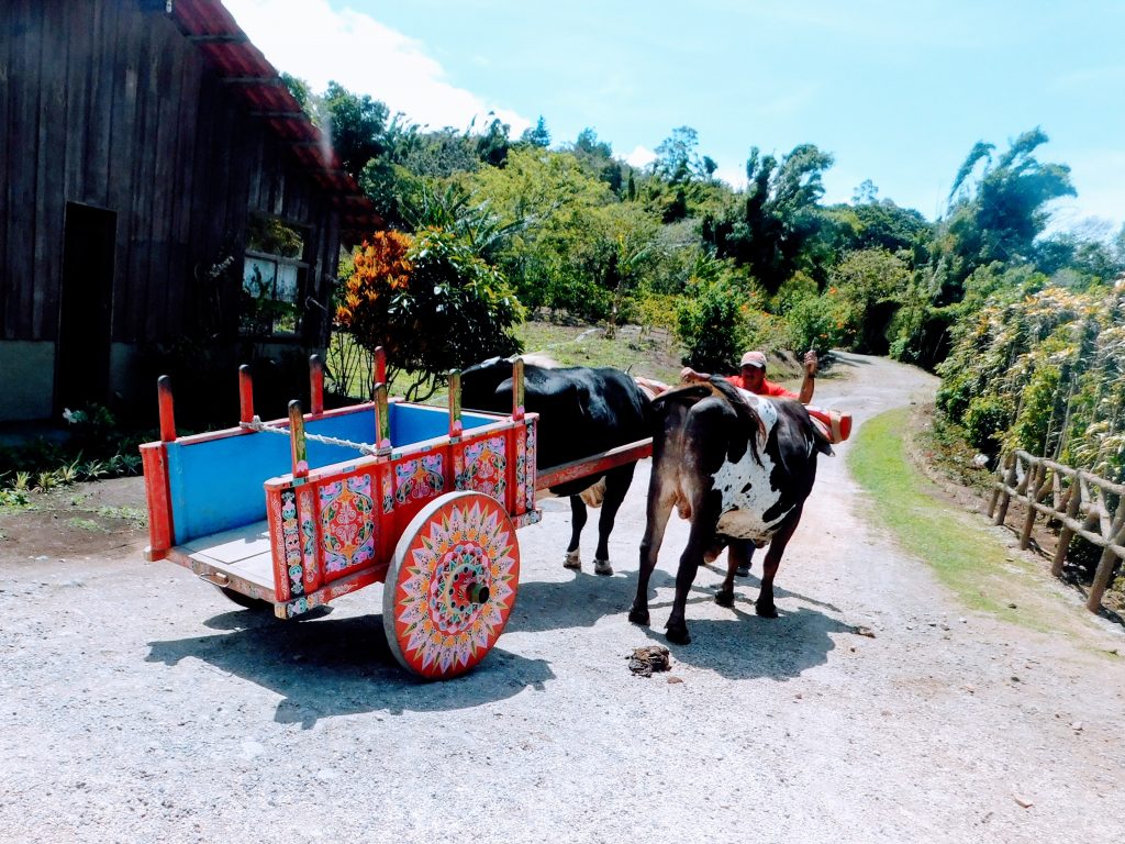 Traditional ox cart with two oxen at the Don Juan coffee plantation in Monteverde