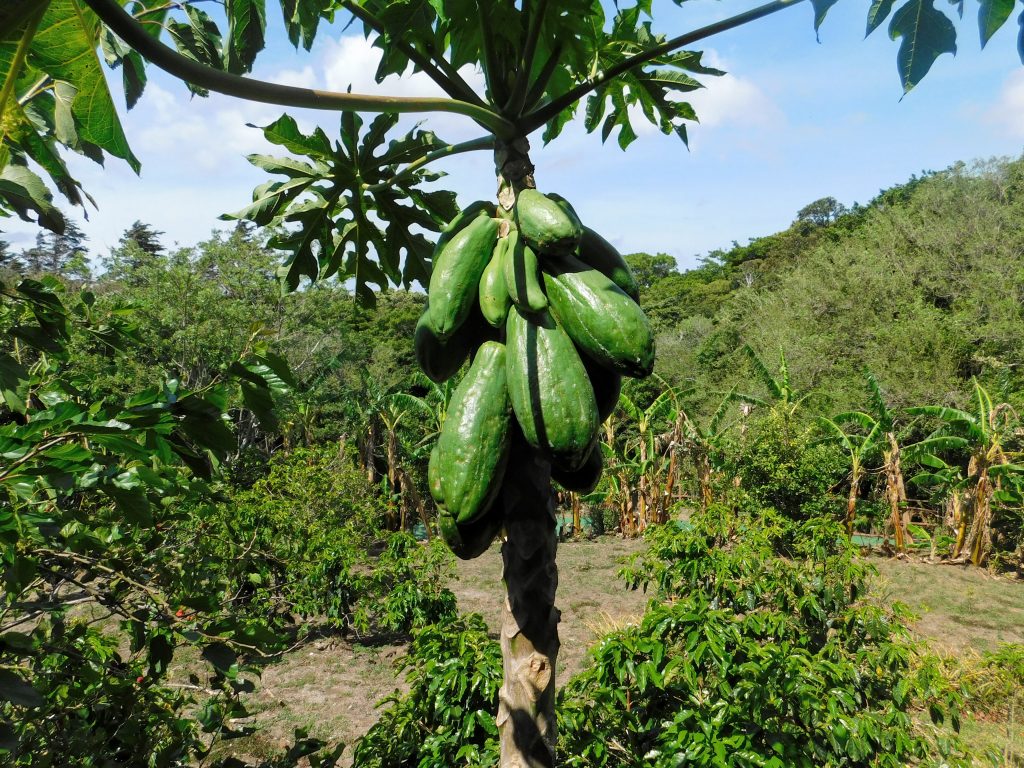 Cocoa tree with pods on the Don Juan coffee plantation in Monteverde.