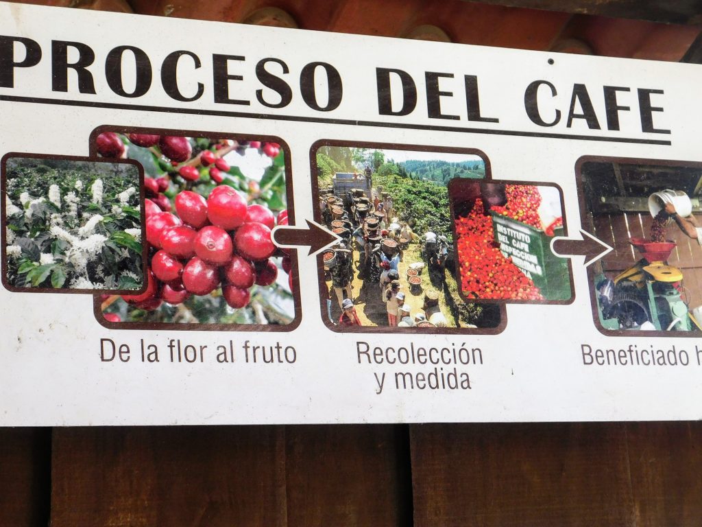 The process of coffee:
De la flor al fruto
Recoleccion y medida
Beneficiado
Coffee Plantation sign