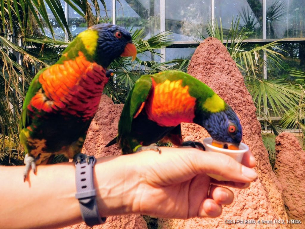 Two small parrots on my hand, wondering whether the kool-aid is safe to drink.