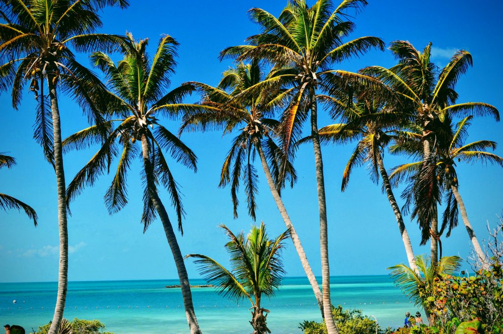 Palm trees at the ocean. You can use Empower (FKA Personal Capital) to keep track of your savings. 