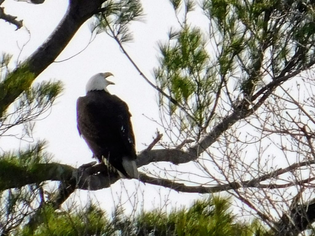 Bald eagle in evergreen, asking himself whether he is ready to retire yet.
The tools at Empower (FKA Personal Capital) will help them decide. 