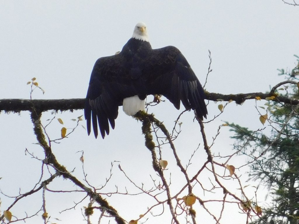 Bald eagle drying her wings on a tree branch