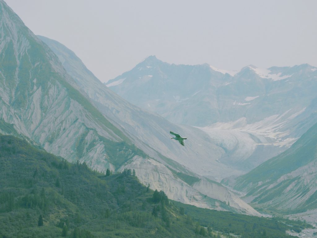 Glacier Bay, gull flying over the mountains during our Holland-America Alaska cruise from Seattle