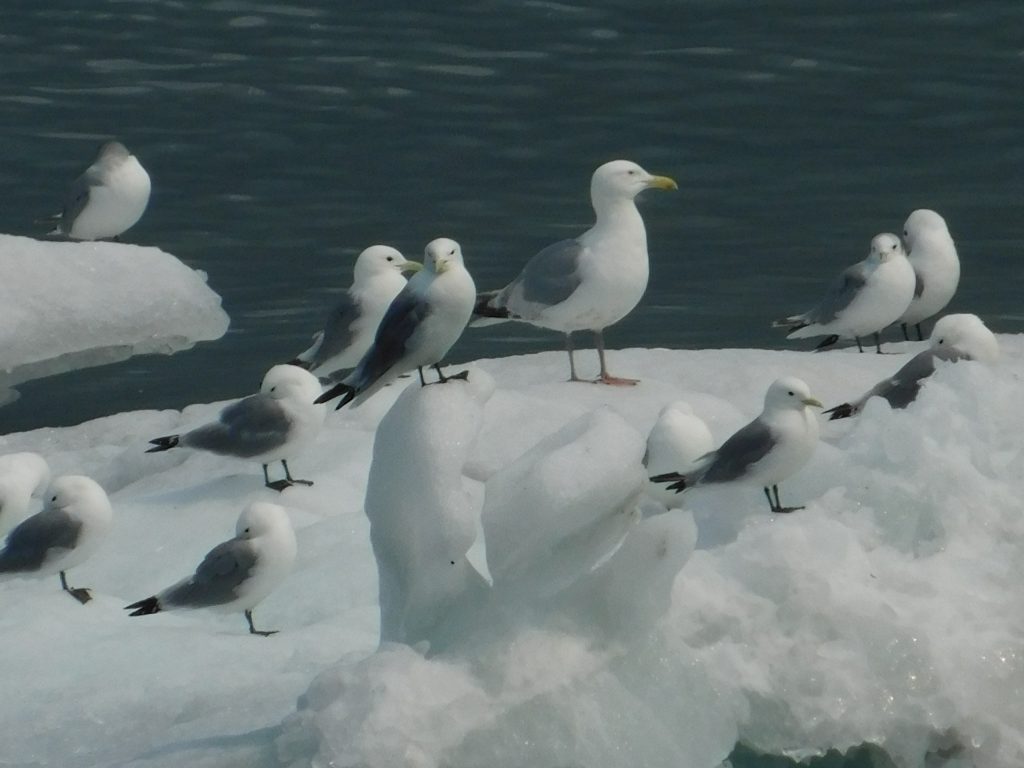 Gulls on an ice float at Glacier Bay National Park in Alaska