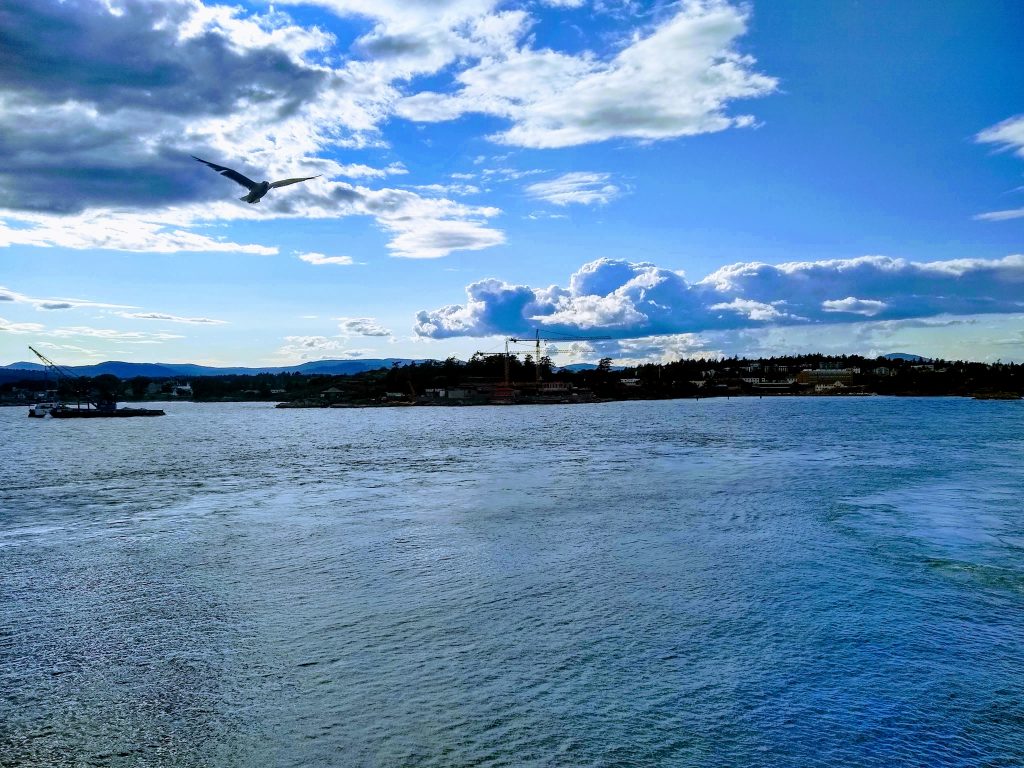 Sea scape and coast with gull during our Holland-America Alaskan cruise from Seattle.