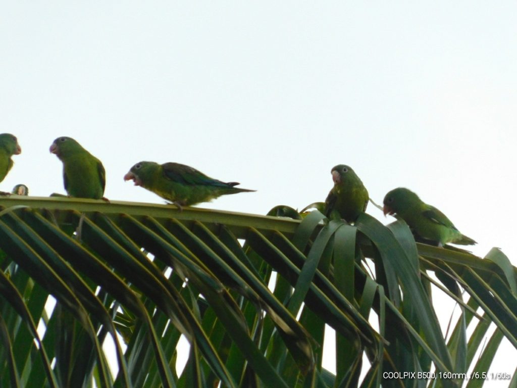 Costa Rica Parakeets, the Costa Rica birds who would give us a nightly serenade. 