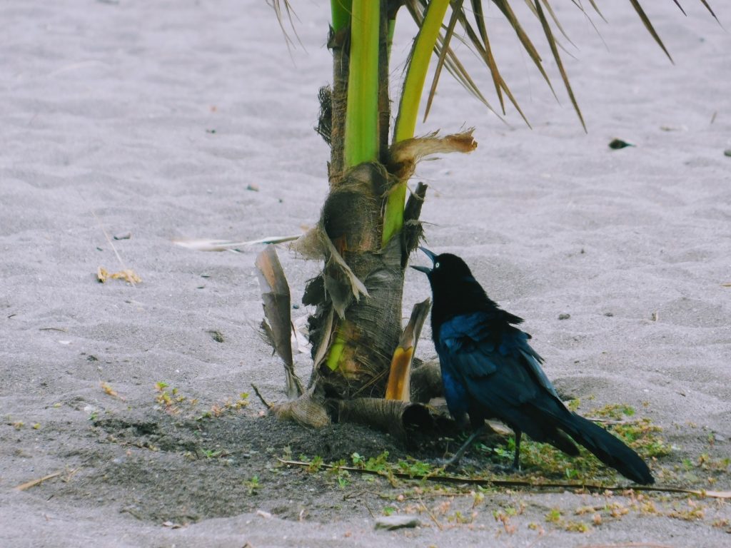 Zanate yelling at a palm tree in Costa Rica . This bird is also called a great-tailed grackle. 