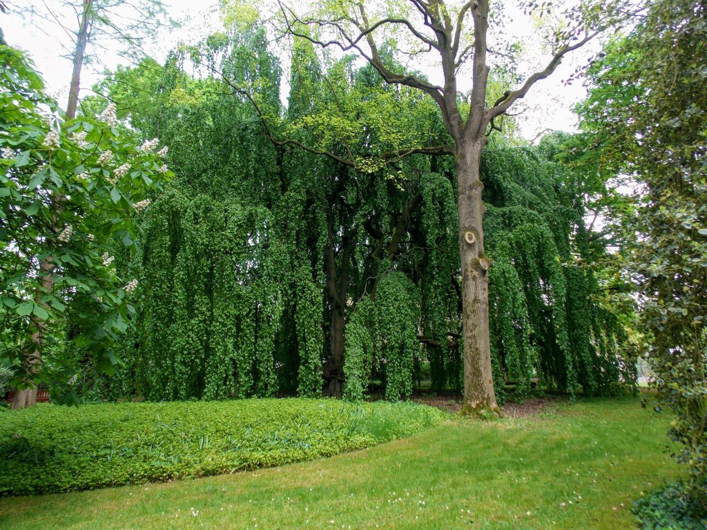 Weeping willow in the Arboretum Oudenbosch.