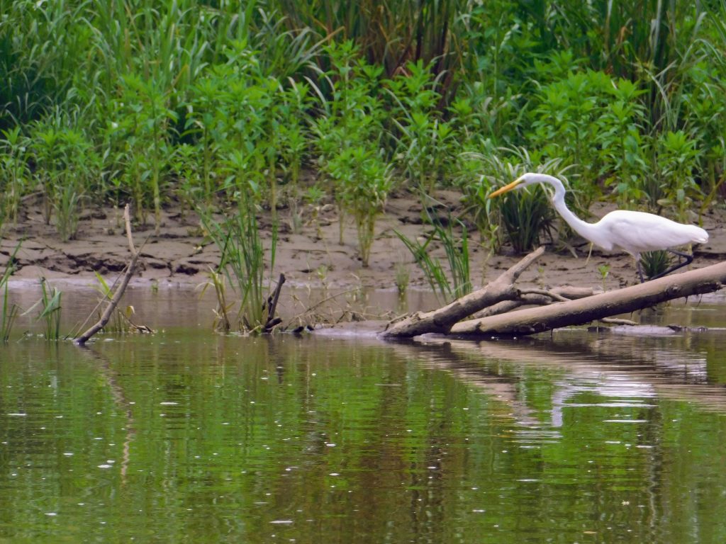 Great egret hunting at a muddy beach in the Tarcoles River in Costa Rica .