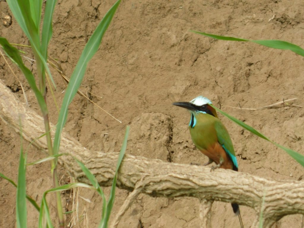 Motmot bird, during birding in Costa Rica.