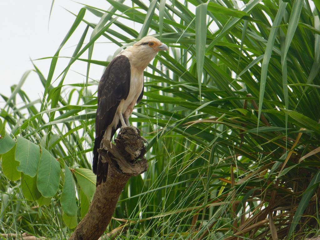 Caracara in a tree. This is one of the many birds you can find in Costa Rica