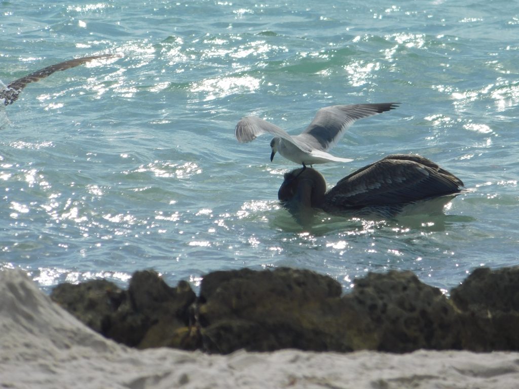 Gull on top of pelican's head