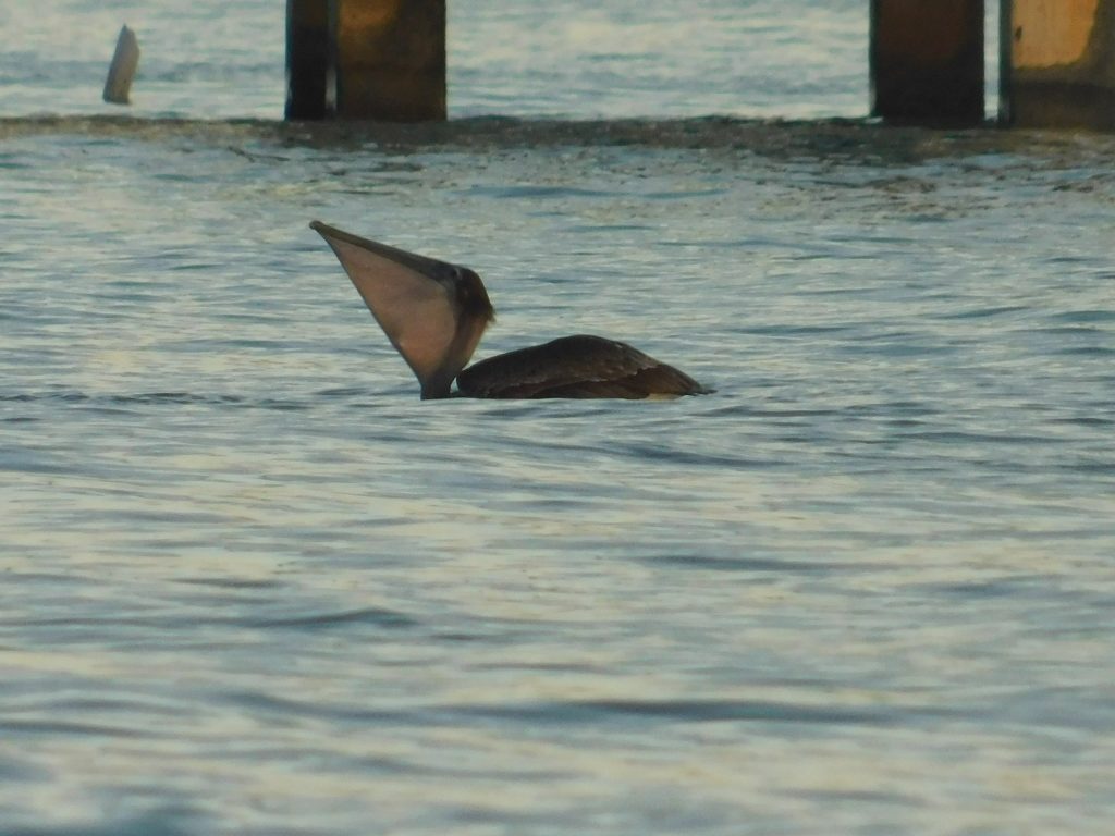 Pelican showing off her beak