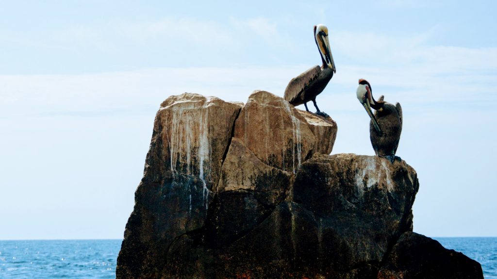 Two pelicans on rocks with water in background. Lots of pelicans when you go birding in Costa Rica