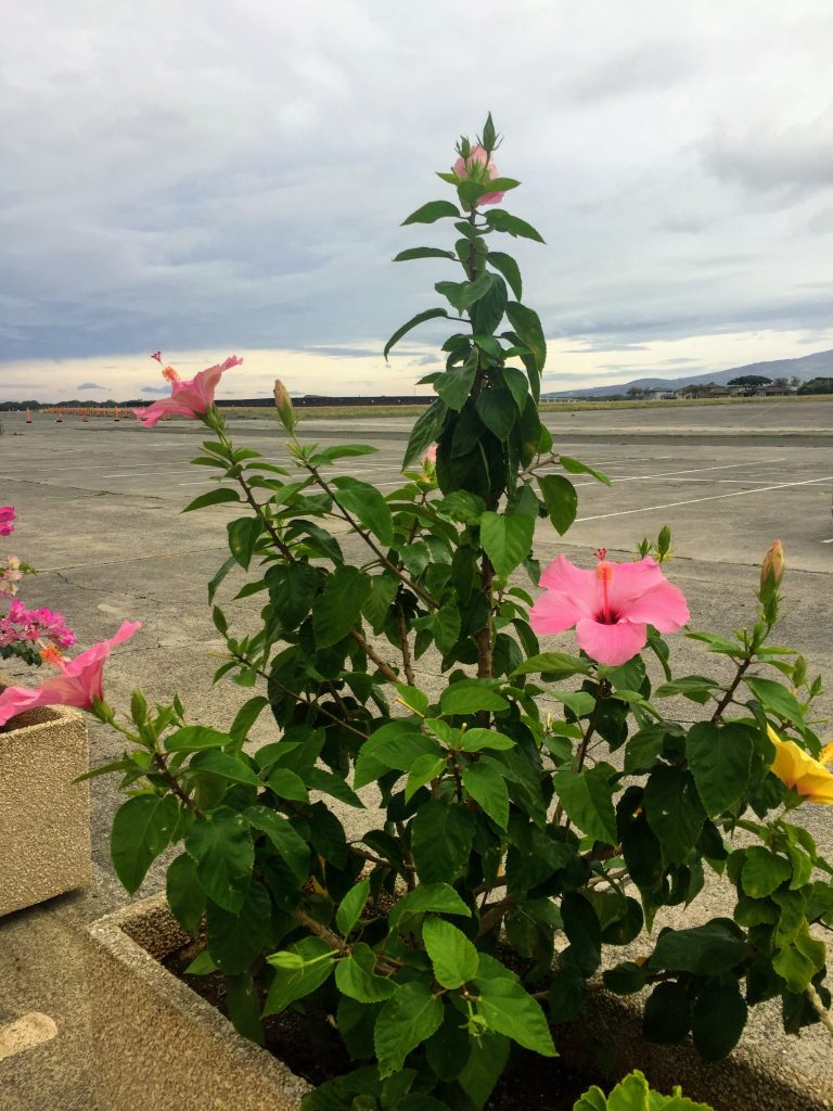 Flowers on Ford Island