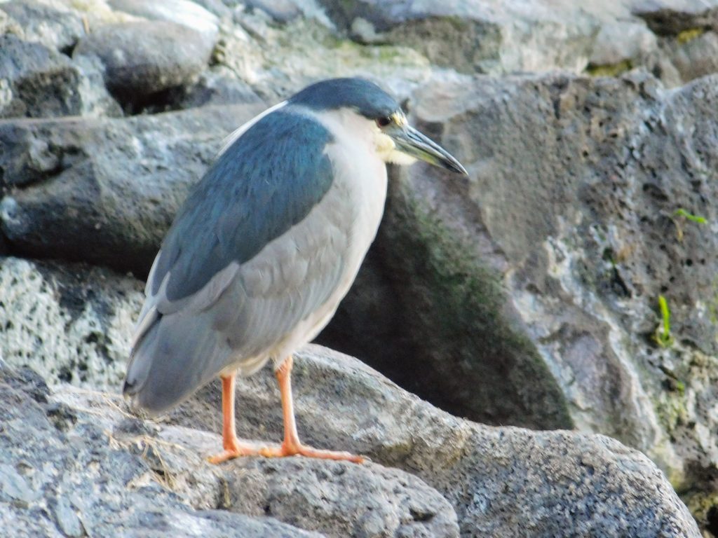 Native bird of Hawai'i: ʻAukuʻu
Black-Crowned Night Heron