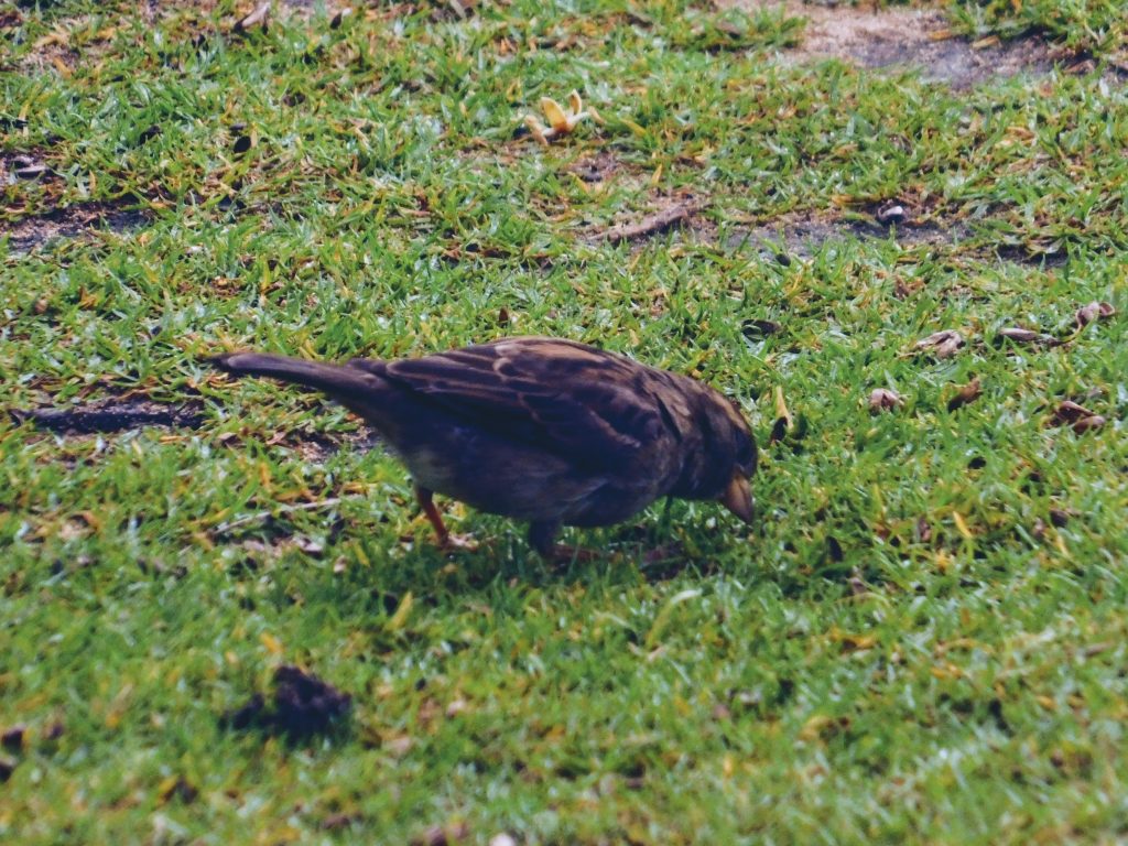 A house sparrow, one of the first birds we saw in Hawai'i