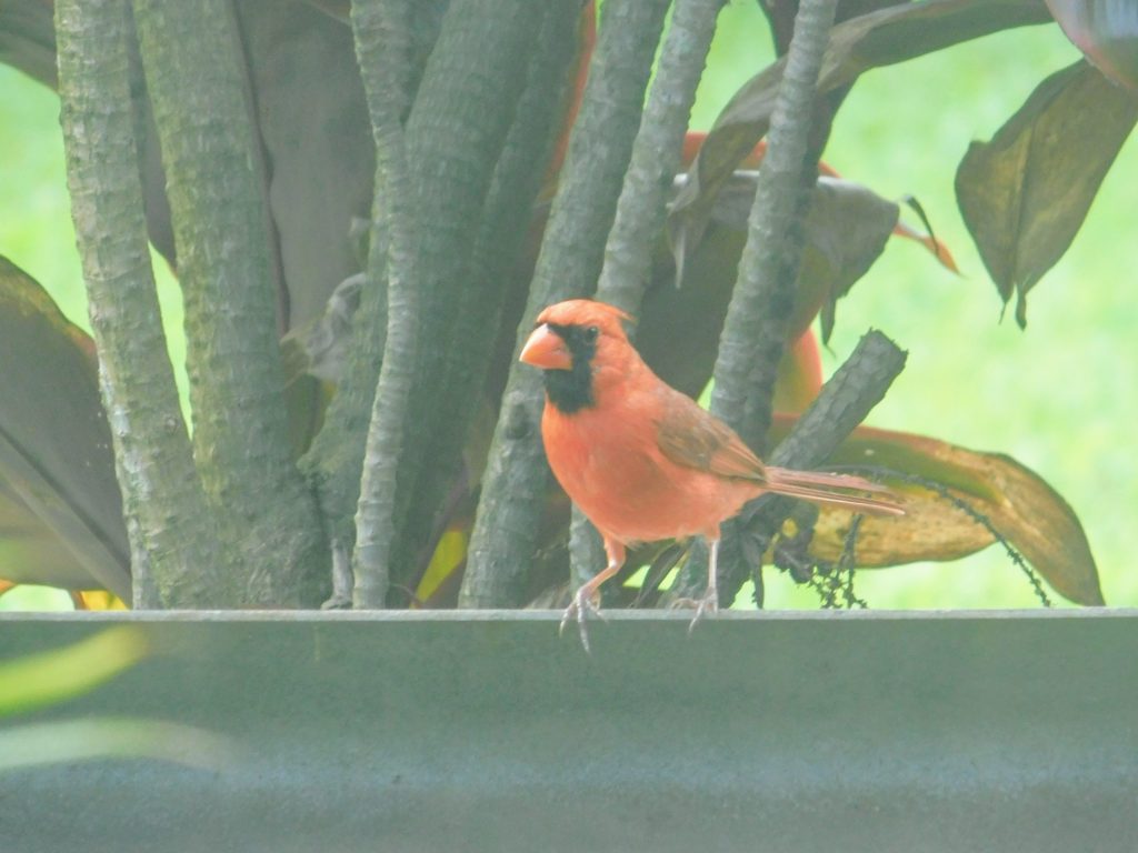 Northern Cardinal, yet another bird that was introduced to Hawai'i. 