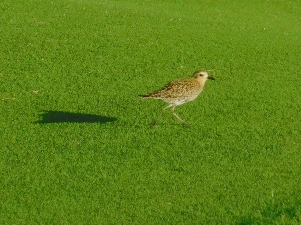 Indigenous bird of Hawaii: the Pacific Golden Plover