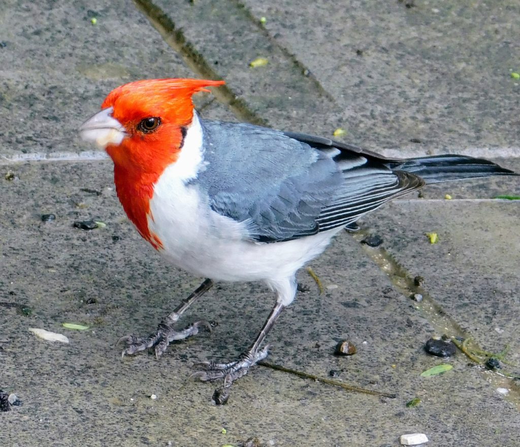 Red-Crested Cardinal, a common Hawaii bird