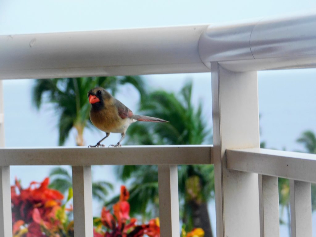 Female cardinal on our balcony. One of the many invasive bird species on Hawaii