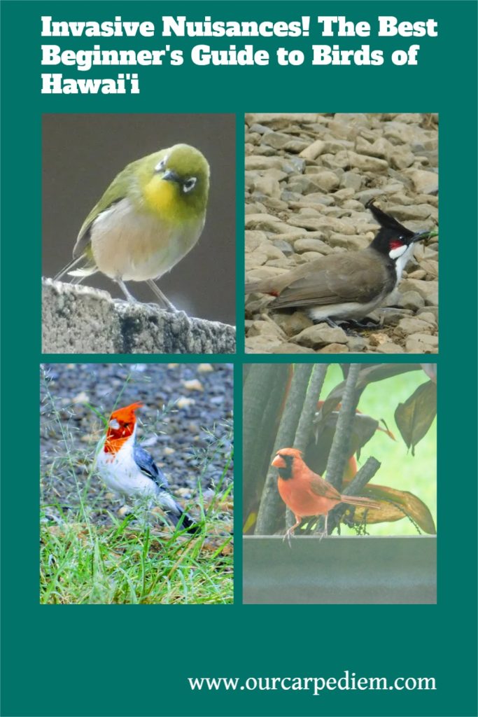 Did you know that most of the common birds in Hawai’i are introduced by humans and now are invasive pests. Sure, they might look fabulous and colorful. Yes, they have melodious bird songs. But their main activity is killing off the native Hawaiian birds by competing for food and living space. Find out the sordid details and discover the native birds that hung on for dear life and can be easily observed! #Hawaii #birding #OurCarpeDiem #InvasiveSpecies-
