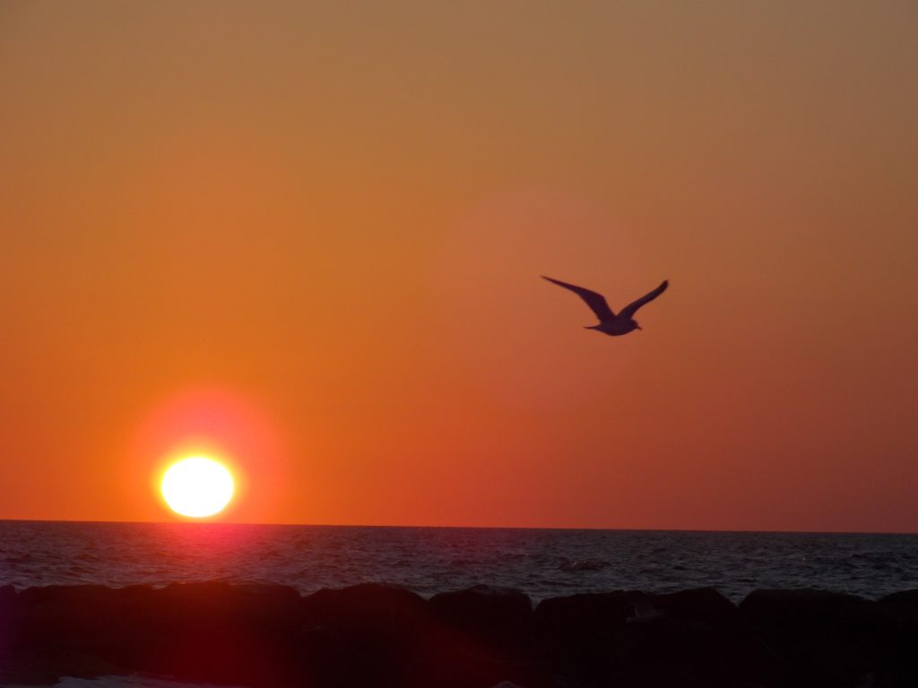 Bird at sunset. Find out which ways of making extra money work for you!