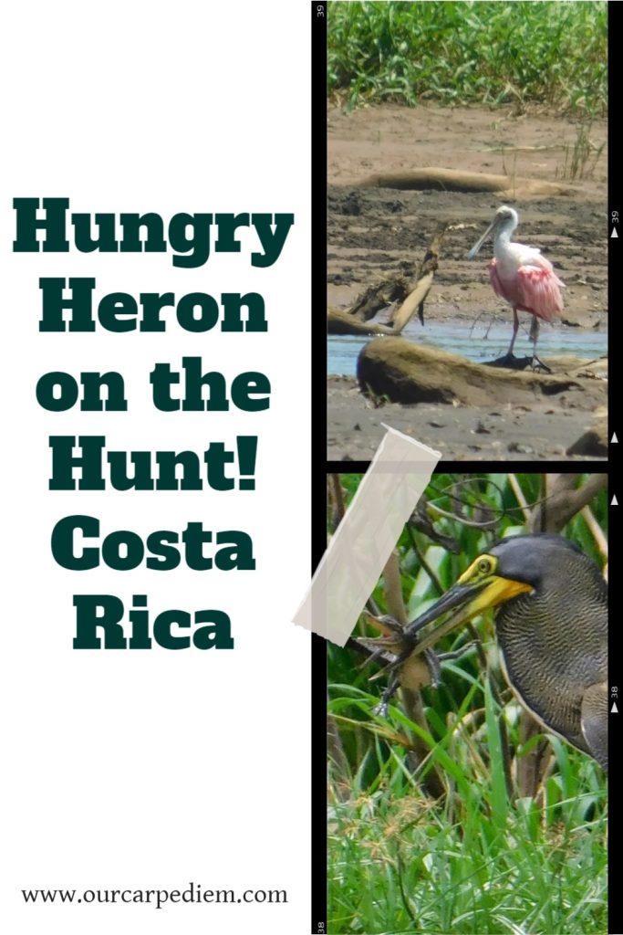 Best Birding in Costa Rica
Meet the birds of Costa Rica and learn where to find them. The zany zanate and the marvelous Mrs Motmot. Did you know that some birds eat crocodiles? What about these prehistoric looking birds? Do frigate birds STEAL their food instead of doing their own hunting? Have you ever seen a gull on top of a pelican’s head? #OurCarpeDiem #birding #CostaRica #TarcolesRiver #Puntarenas
