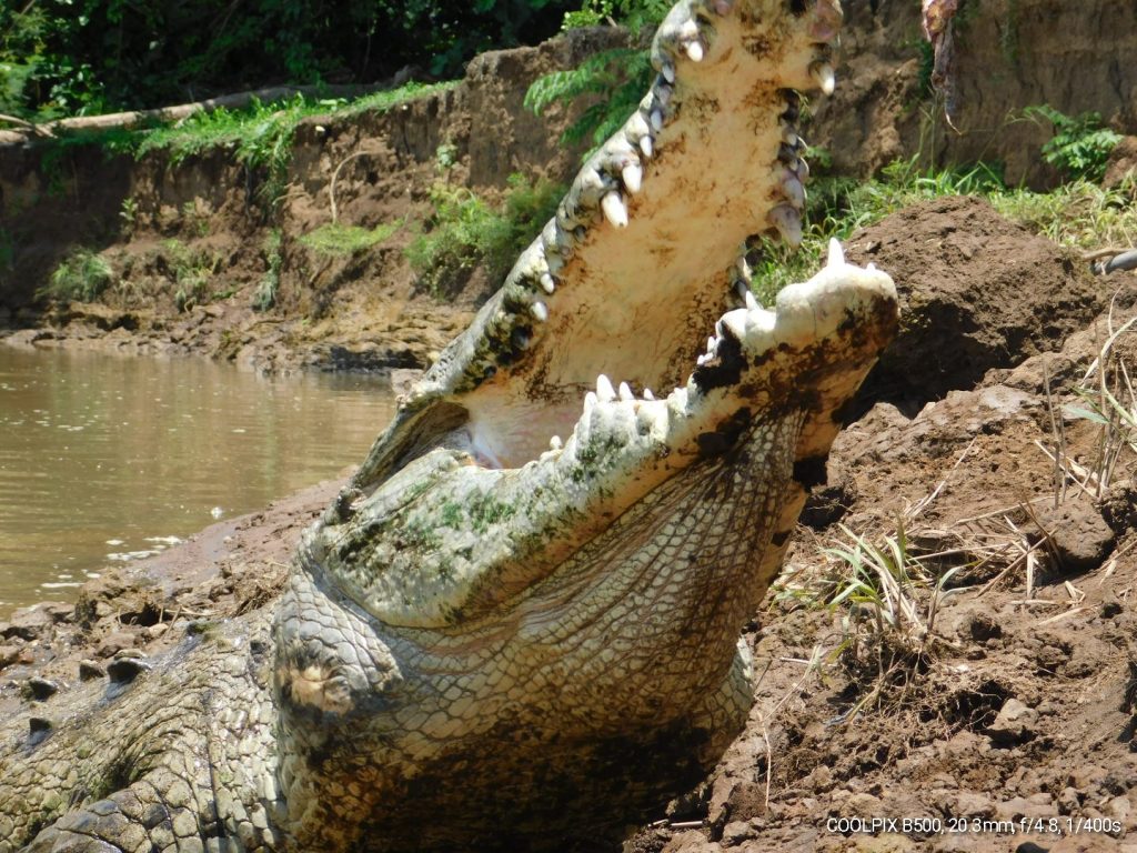 Crocodile showing off her teeth. It seems like crocodiles would be top predators